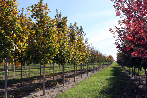 Homepage Slideshow Image-Slider3.png